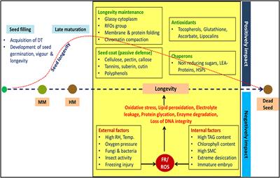 Seed Longevity in Legumes: Deeper Insights Into Mechanisms and Molecular Perspectives